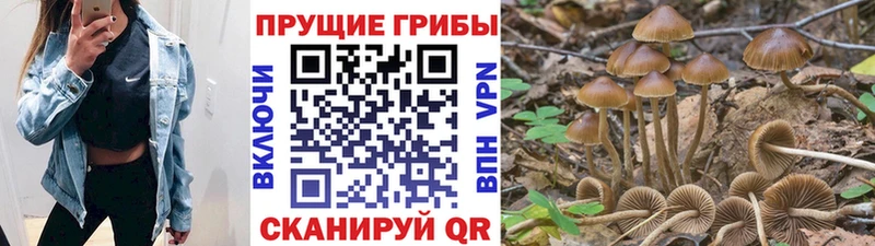 закладка  мега сайт  Галлюциногенные грибы мицелий  Суджа 